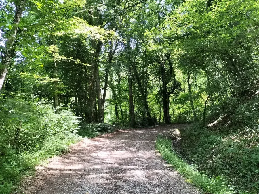 Montée du Semnoz 100% Gravel - chemin forestier gravel Semnoz Annecy